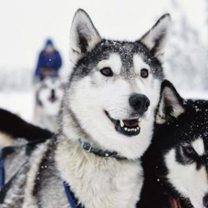 5-dg excursiereis Shortbreak Ruka in the Spotlight